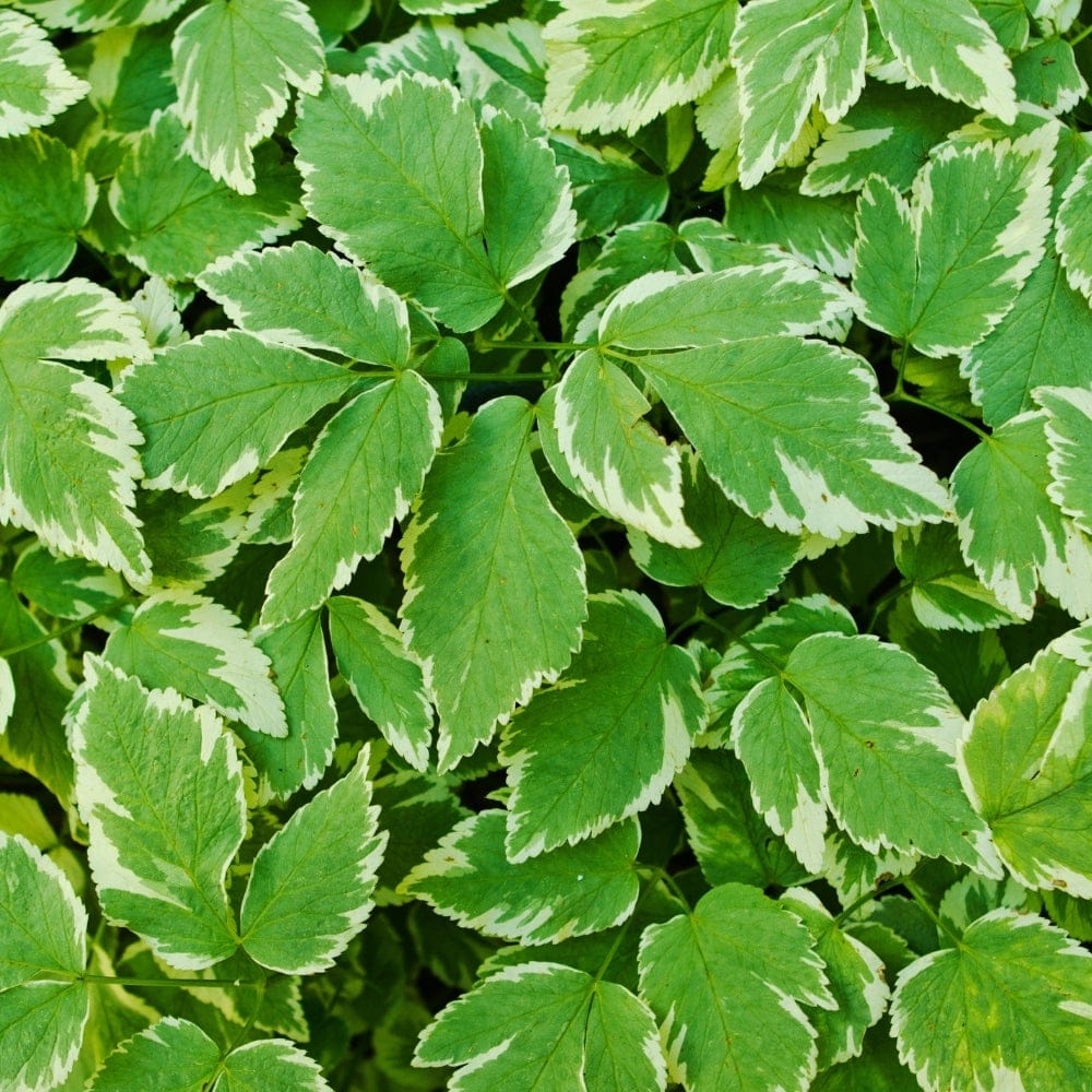 Epimedium Erection Spray